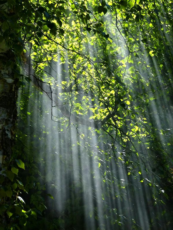 Matahari Terakhir Hutan Serelo